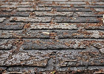 Ruck Roofing Images